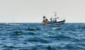 Small Fishing Vessel with seagulls following behind